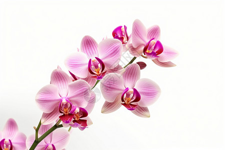 鲜艳的兰花背景图片