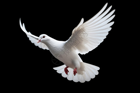 白鸽飞翔自由飞翔的白鸽插画