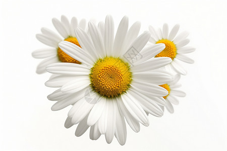 白色的小菊花背景图片