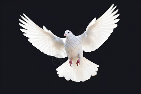 飞行的白鸽鸽子潜水鸟高清图片
