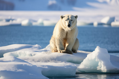 高大的北极熊图片