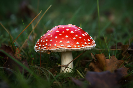 红色的真菌蘑菇图片
