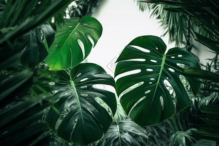 新鲜绿色的植物背景图片
