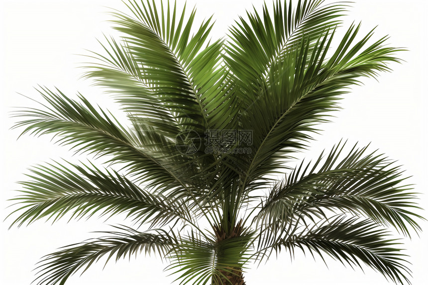 白色背景中的棕榈树图片