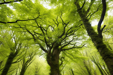 绿色静谧森林的一角树木高清图片素材