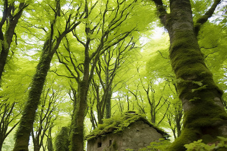 绿色茂盛的树林森林高清图片素材