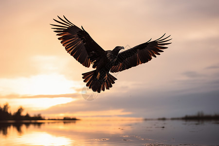 鹳着陆在湖湖面上在飞翔的鸟背景
