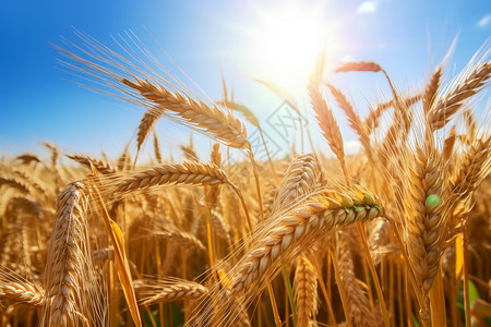 成熟小麦麦穗成熟的田间谷物背景