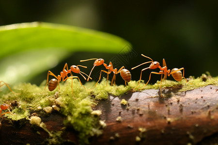 树枝上的红色蚂蚁图片