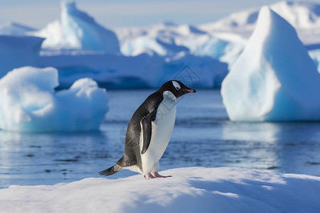 企鹅冰川南极洲的动物企鹅背景