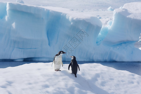 北极动物企鹅图片