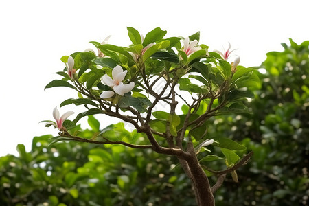 红色的花朵图片