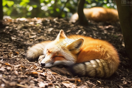 睡觉的狐狸图片
