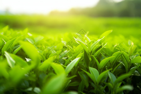 茶叶种植园背景图片