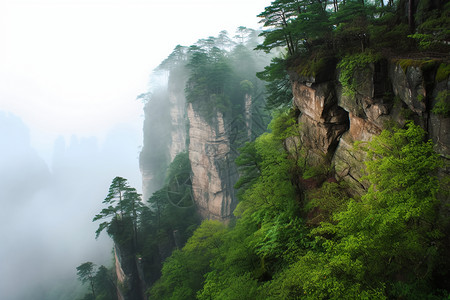 薄雾环绕山脉上的树林背景