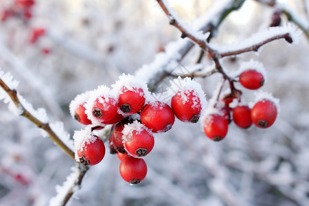 冬天的水果图片
