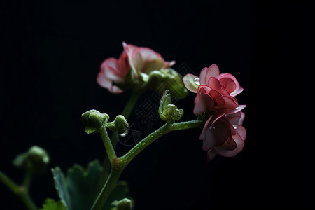 新鲜的植物背景图片