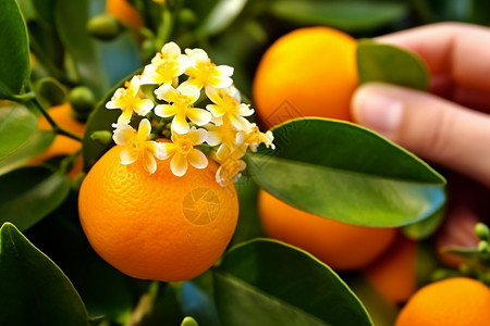 甜甜的柑橘图片