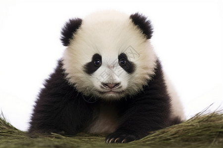 濒危物种大熊猫图片