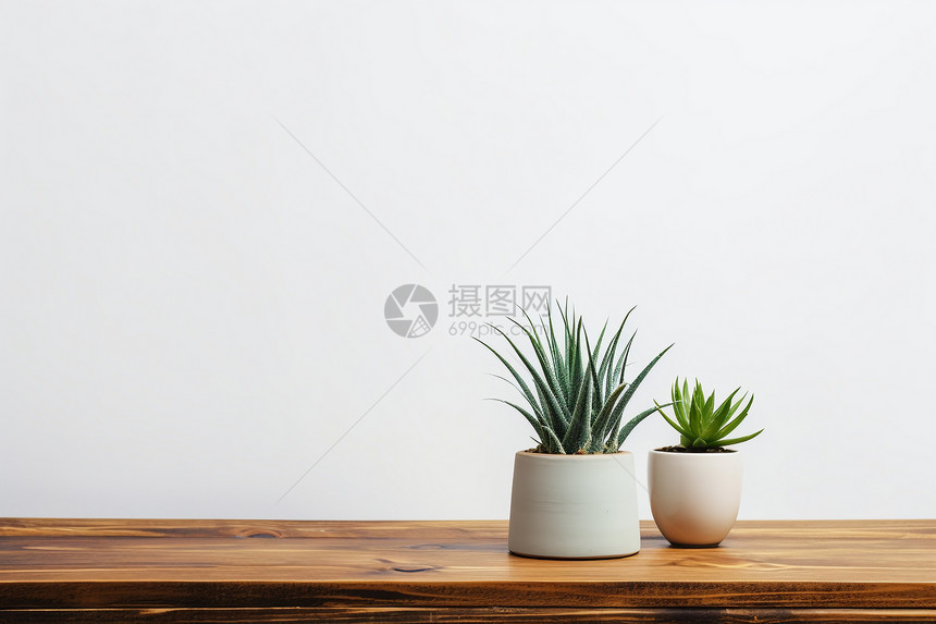 桌子上的绿色植物图片
