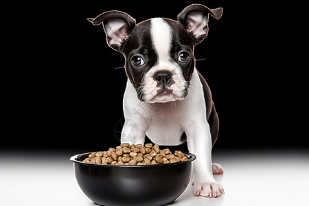 吃饭的小狗波士顿梗犬高清图片