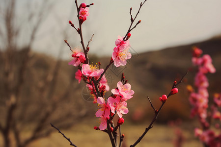 春天的杏树背景图片