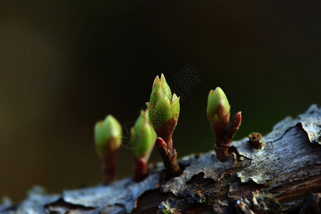 植物发芽背景图片