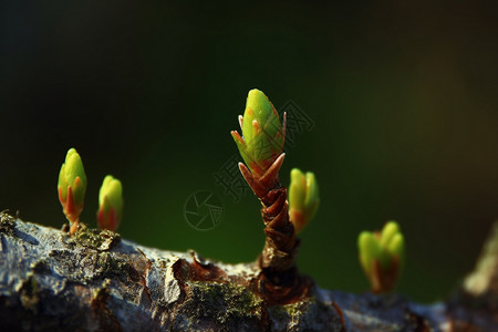 植物特写背景图片