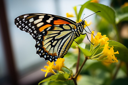 黄色花蝴蝶蝴蝶上停留在花朵上背景
