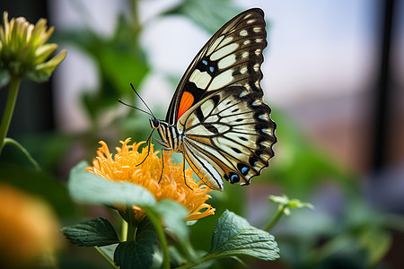 彩色花蝴蝶花园中的蝴蝶背景