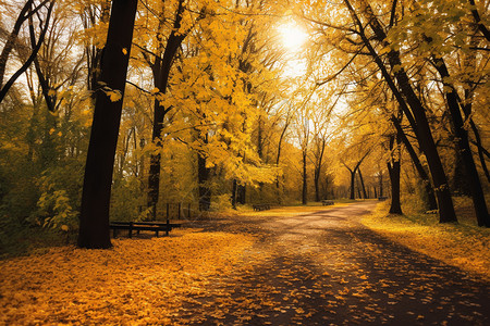 秋季的公园美景图片