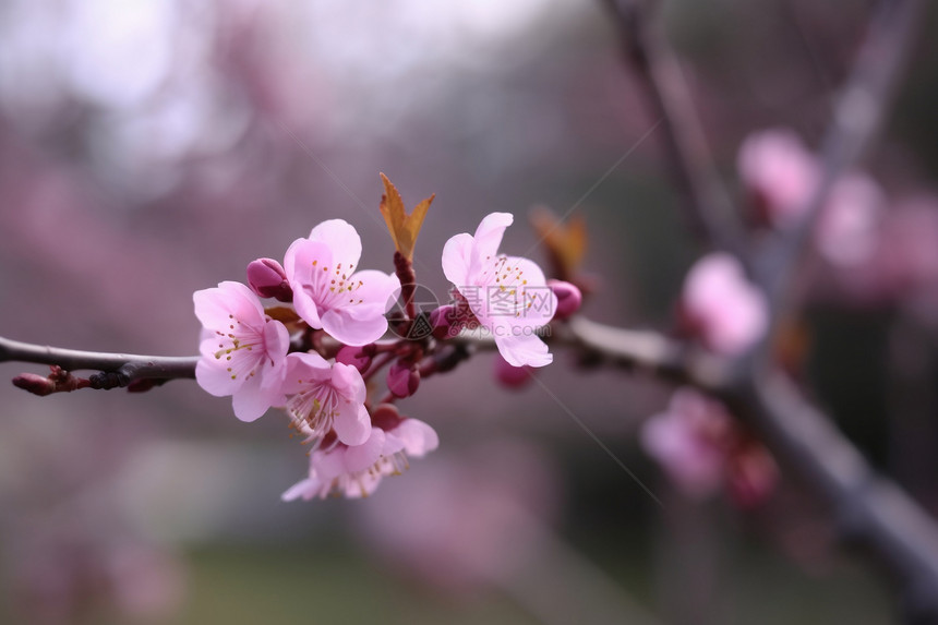 盛开的粉色桃花图片
