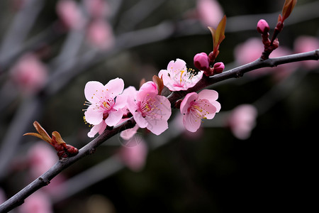 桃树枝条春天盛开的桃花背景