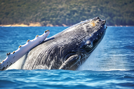 海里巨大的鲸鱼图片