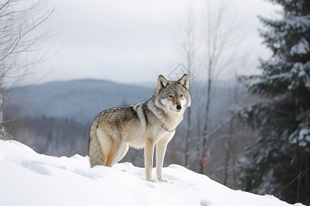 雪地中野生的狼图片素材