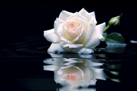 一朵白色的玫瑰花背景图片