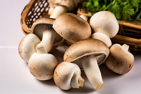 营养价值高的菇类高清图片