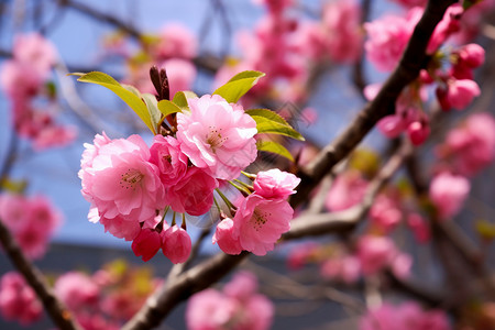 粉红色海棠花图片