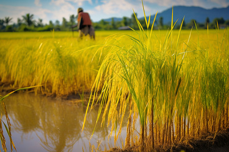 农民与稻谷的情缘背景