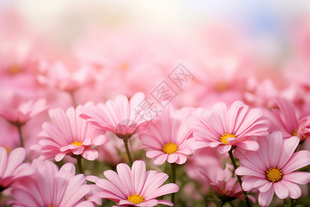粉色小雏菊花卉粉色的鲜花壁纸设计图片
