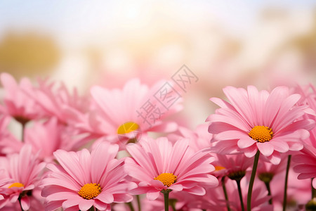 盛开的雏菊户外盛开的粉色雏菊设计图片