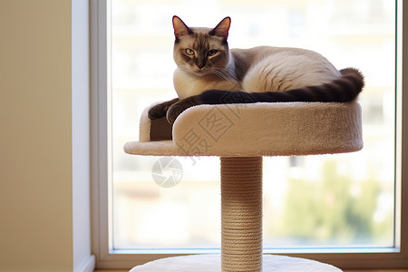 暹罗猫趴在猫架上背景图片