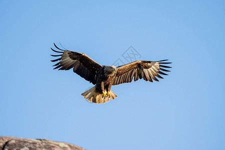 在悬崖上幼鹰飞翔在天空中的鹰背景