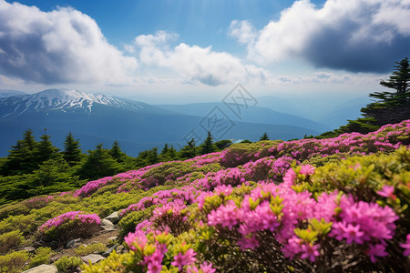 野花满山坡满山绽放的花朵背景