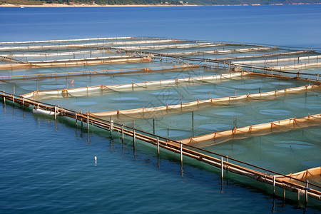 鱼养殖场海洋水产养殖场背景