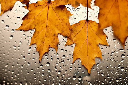 秋雨后的落叶背景图片