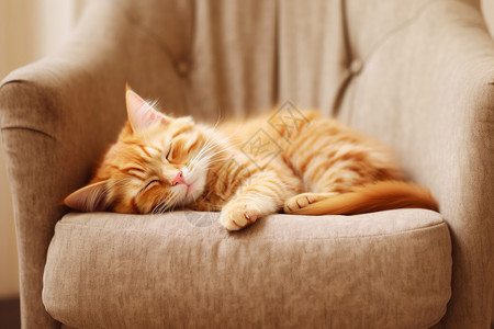 一只午后睡觉的猫高清图片