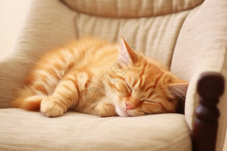 蓬松睡猫躺在沙发上的猫咪背景