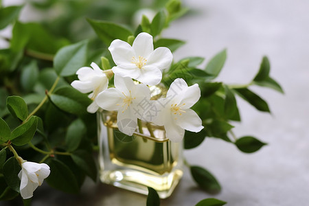 茉莉花制作的香水高清图片
