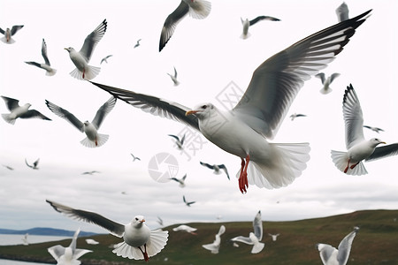 大海上飞翔的海鸥图片
